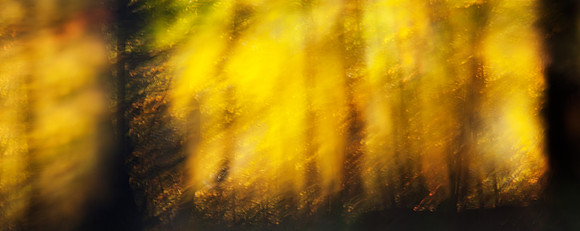 Sun Dreams
