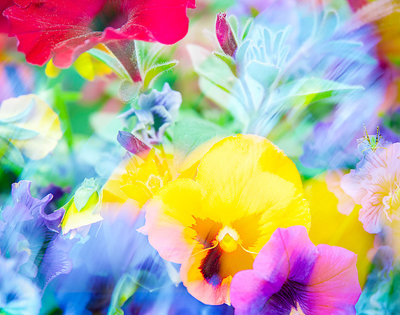 Spring Breeze