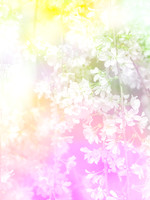 Blossom Dream
