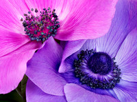 Anemone
