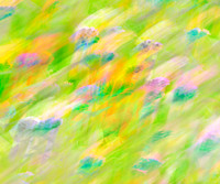 Dancing Zinnias