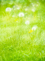 Dandelions
