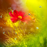 Flora Bubbles