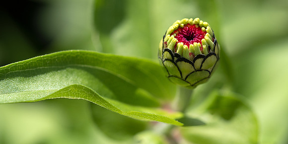 Zinnia Bud
