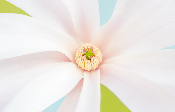Magnolia Pink